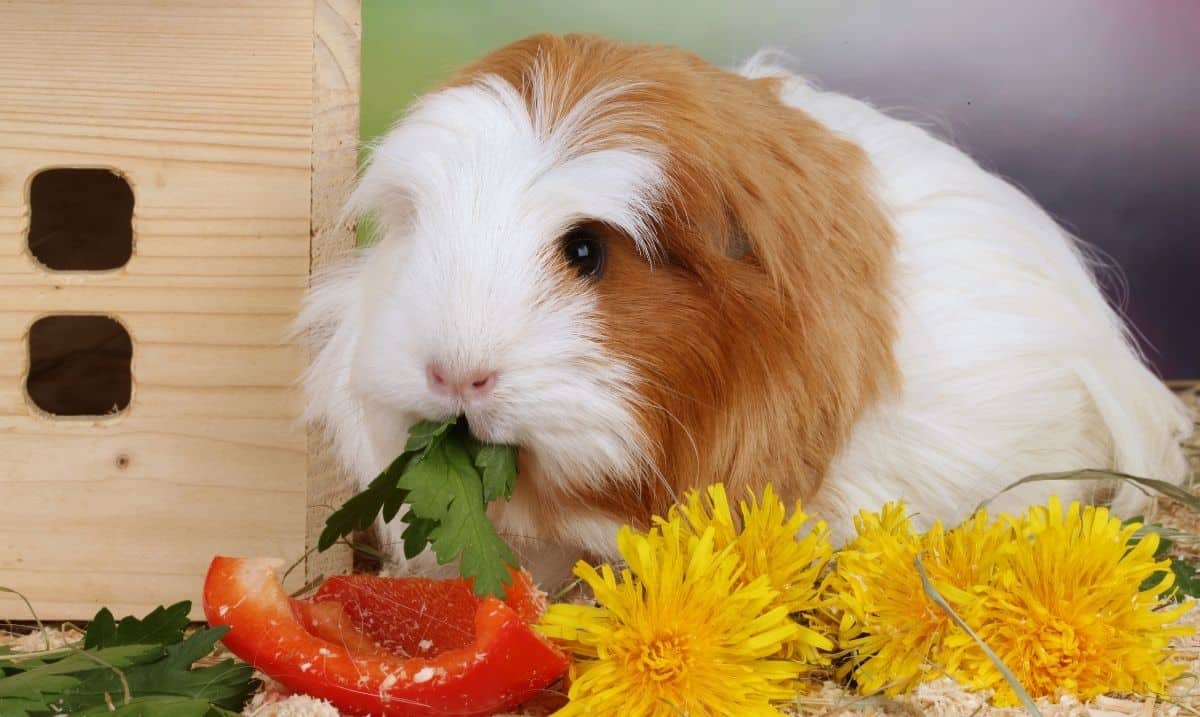 guinea pig eating vegetables